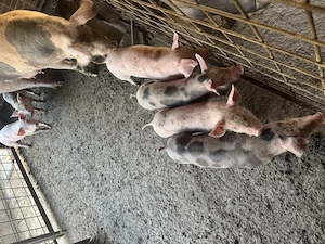 Purcei de 8 săptămâni  - imagine 3