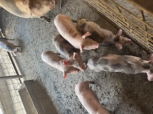 Purcei de 8 săptămâni  - imagine 2