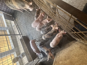 Purcei de 8 săptămâni  - imagine 4