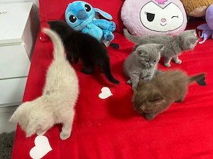 Puiuti de pisică british și scotish  frumoși și jucăuși de vânzare  - imagine 3