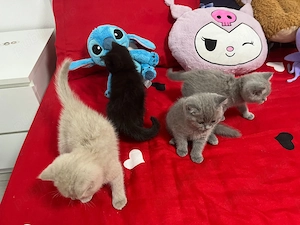 Puiuti de pisică british și scotish  frumoși și jucăuși de vânzare  - imagine 2