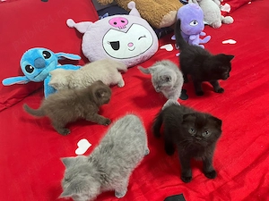 Puiuti de pisică british și scotish  frumoși și jucăuși de vânzare  - imagine 4