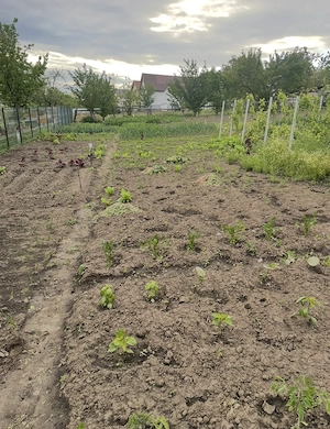 Vând teren intravilan Dorohoi  - imagine 2