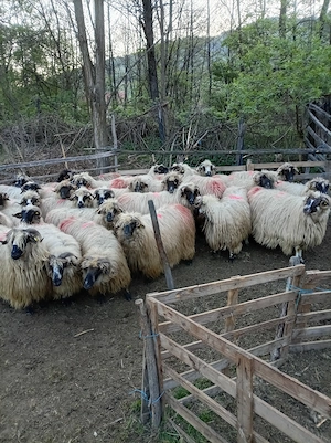 Disponibile oi cu lapte