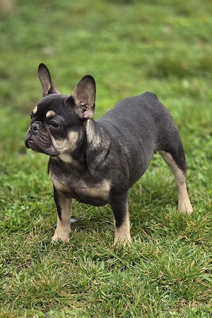 Bulldog buldog francez  - imagine 5