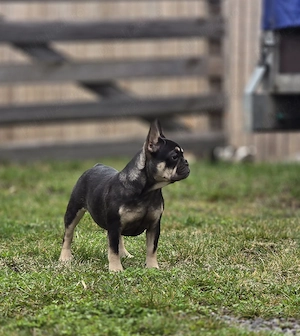 Bulldog buldog francez  - imagine 4