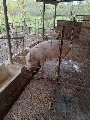 Vând porci  - imagine 2