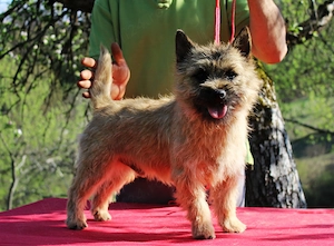 Cairn terrier baietei
