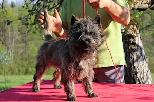 Cairn terrier baietel - imagine 2