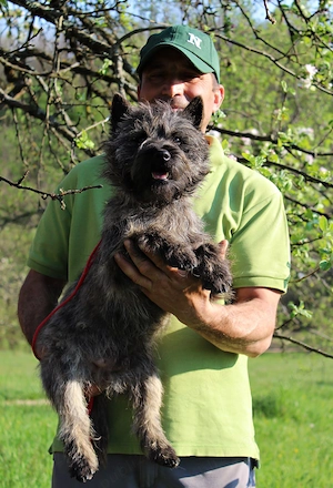 Cairn terrier baietel - imagine 5