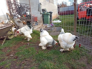 găini brahma herminat deschis 