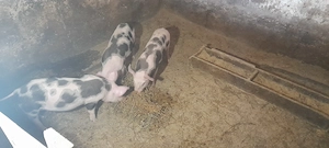 purcei de vanzare - imagine 4