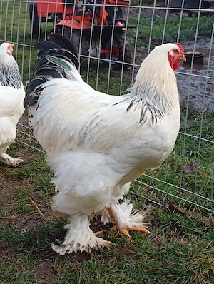 găini brahma herminat deschis  - imagine 2