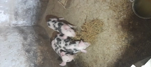 purcei de vanzare - imagine 2