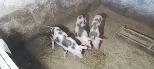 purcei de vanzare - imagine 3