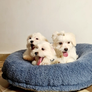 Bichon Maltese De Calitate - imagine 2