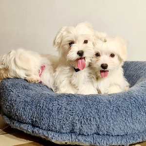 Bichon Maltese De Calitate - imagine 3