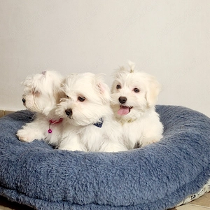 Bichon Maltese De Calitate - imagine 5