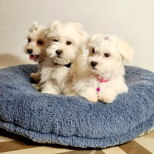 Bichon Maltese De Calitate - imagine 4