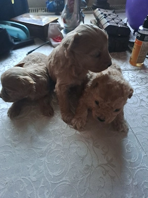 Pudel caniș toy maro