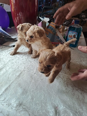 Pudel caniș toy maro - imagine 2