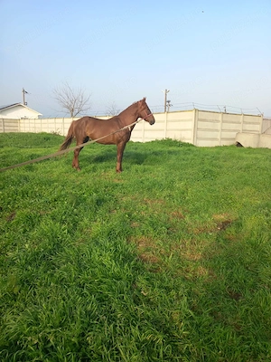 Armăsar de vânzare 