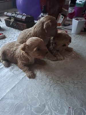 Pudel caniș toy maro - imagine 5