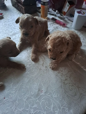 Pudel caniș toy maro - imagine 3