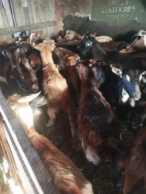 Vând capre alpin franceza și metise 