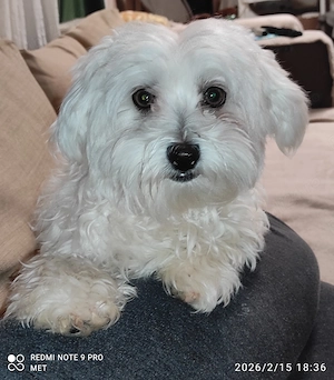 Donez Bischon maltez 