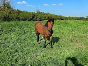 De vânzare mânză semigreu în vârsta de 10 luni.  Preț 2200 de euro sau schimb cu utilaje