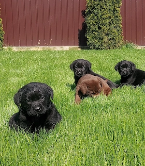 Labradori Retrieveri cu Pedigree