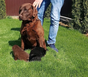 Labradori Retrieveri cu Pedigree - imagine 5