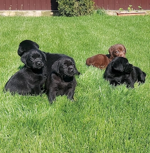 Labradori Retrieveri cu Pedigree - imagine 2