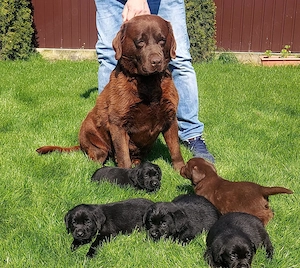 Labradori Retrieveri cu Pedigree - imagine 4