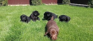 Labradori Retrieveri cu Pedigree - imagine 3
