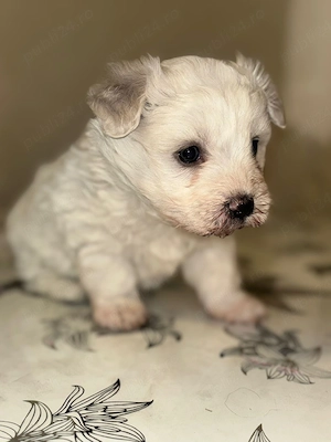 mascul bichon maltez