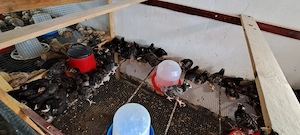 Cocosi puicute, pui rasa mixta porumbaci - imagine 5