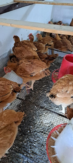 Cocosi puicute, pui rasa mixta porumbaci