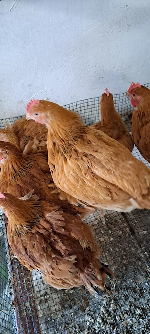 Cocosi puicute, pui rasa mixta porumbaci - imagine 3