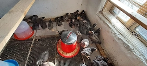 Cocosi puicute, pui rasa mixta porumbaci - imagine 4