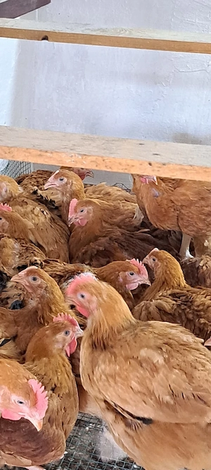 Cocosi puicute, pui rasa mixta porumbaci - imagine 2