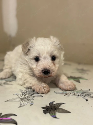 mascul bichon maltez - imagine 2