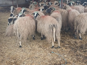 oi bune de lapte - imagine 3