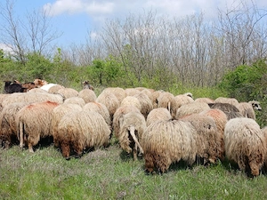 oi bune de lapte - imagine 2