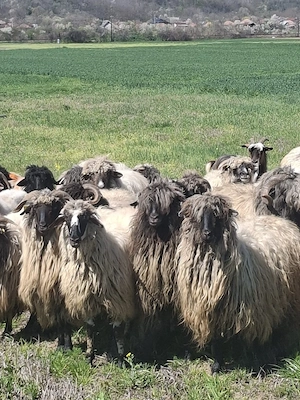 oi bune de lapte - imagine 5