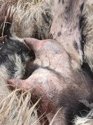 oi bune de lapte - imagine 4