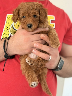 Vând pudel din data de 10.02.2026