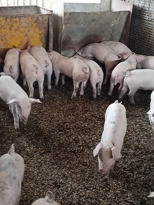 Purcei Landrace - imagine 2