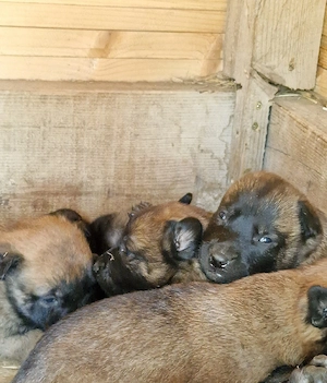 Pui Ciobanesc Belgian Malinois